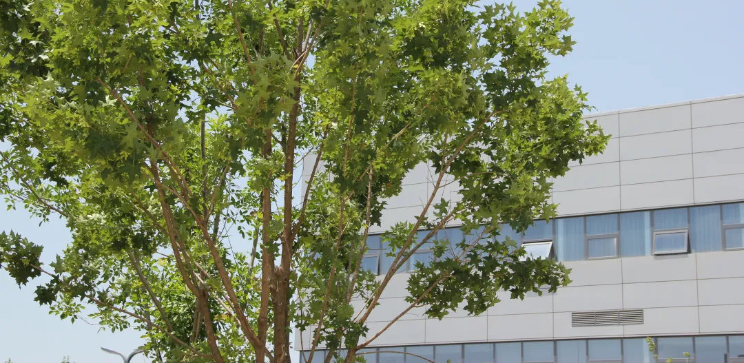 @您有一棵樹待認領…